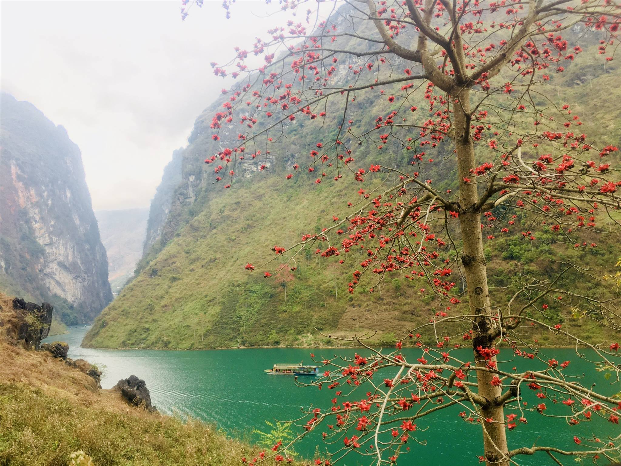 Hoa Mộc Miên - Ngọn Lửa Đỏ trên vùng Cao Nguyên Đá Hà Giang