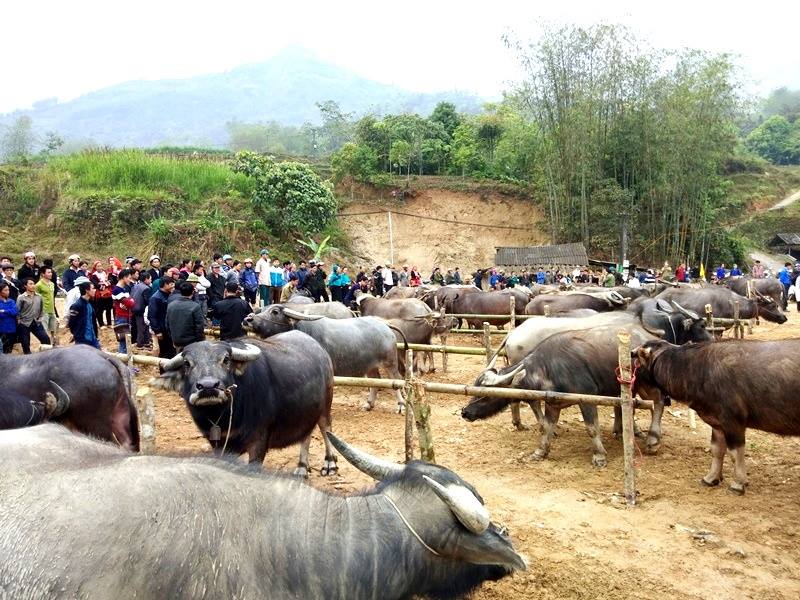 chợ bán trâu bò xin mân.jpg