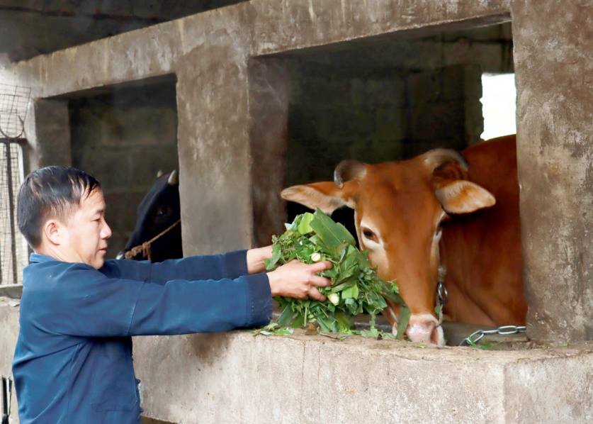 Đẩy mạnh phát triển chăn nuôi, xóa đói giảm nghèo ở Cán Chu Phìn Mèo Vạc