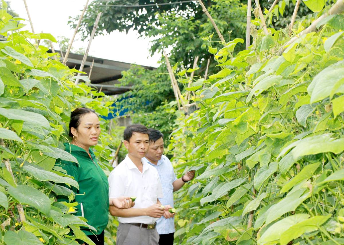 Hiệu quả chuyển đổi cơ cấu cây trồng ở Quản Bạ