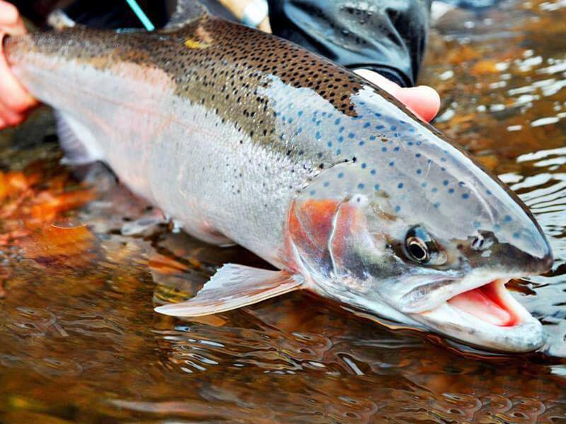 Tăng cường chỉ đạo nuôi trồng thủy sản, bảo đảm kế hoạch tăng trưởng năm 2026