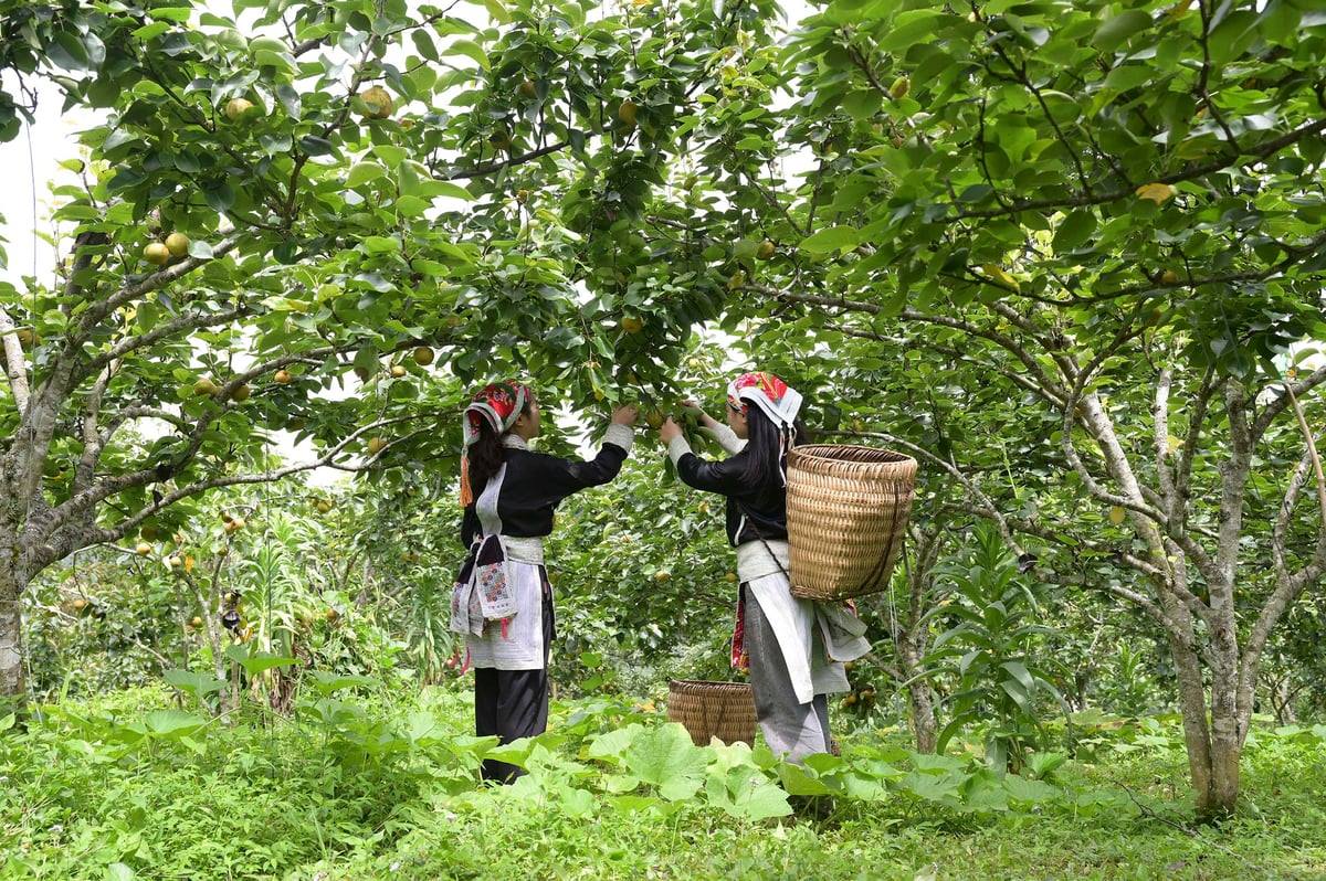 Lào Cai: Chủ động từ sớm, phấn đấu giành thắng lợi trong vụ Đông 2026