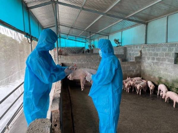 Dịch tả lợn Châu Phi xuất hiện tại 37/99 xã, phường trên địa bàn tỉnh