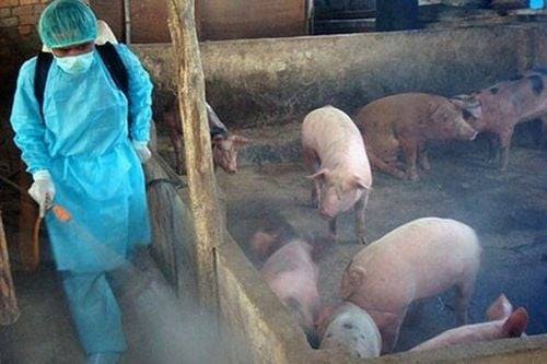 Triển khai quyết liệt, đồng bộ các giải pháp phòng, chống bệnh Dịch tả lợn Châu Phi