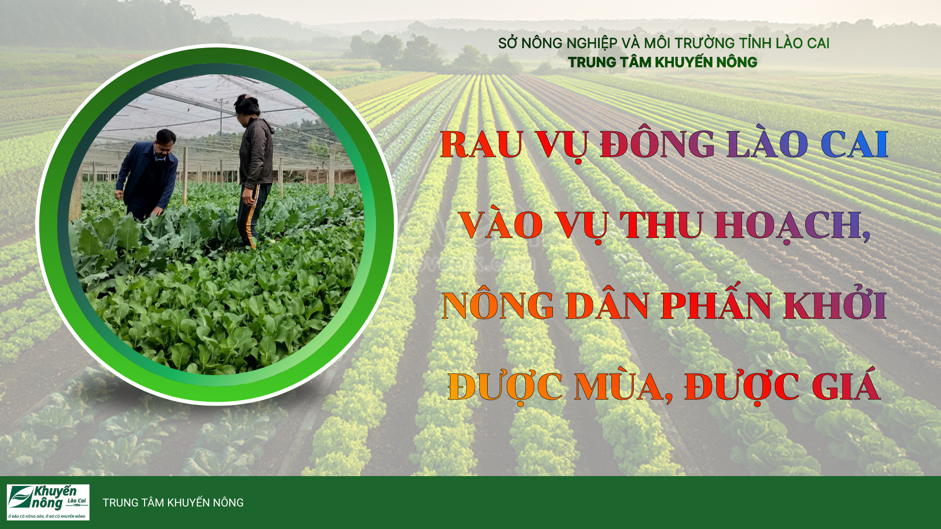 Lào Cai: Rau vụ đông được mùa, được giá