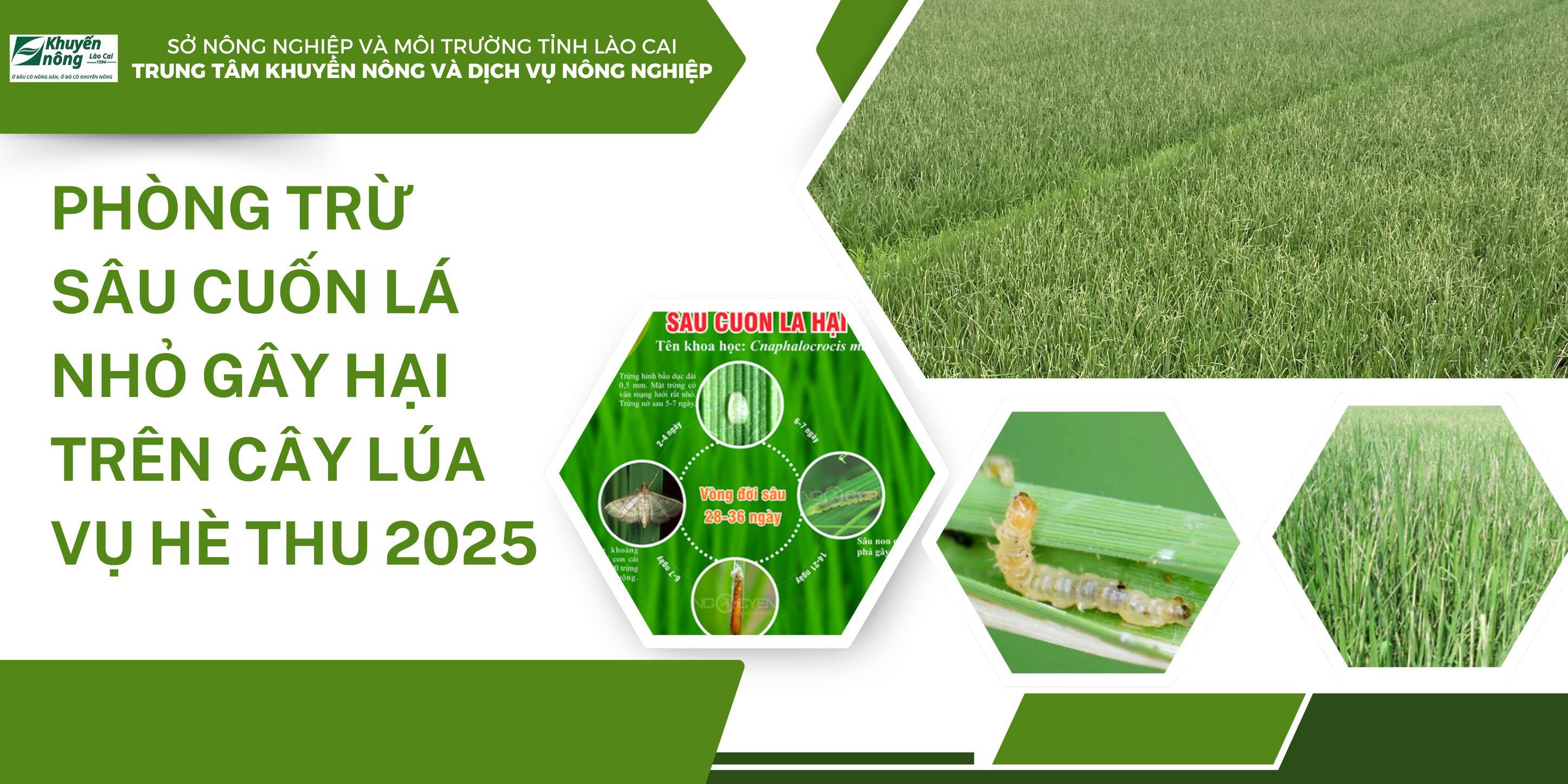 Phòng trừ sâu cuốn lá nhỏ gây hại trên cây lúa vụ hè thu năm 2025