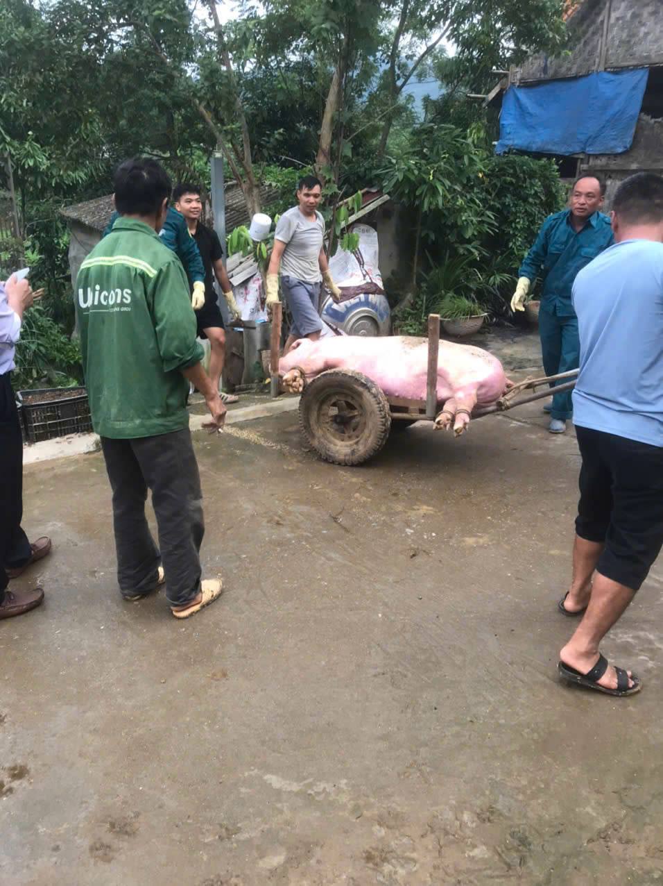 XÃ LƯƠNG THỊNH TĂNG CƯỜNG CÔNG TÁC PHÒNG CHỐNG BỆNH DỊCH TẢ LỢN CHÂU PHI