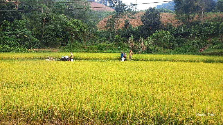 Nông dân phường Nam Cường khẩn trương thu hoạch lúa Đông xuân