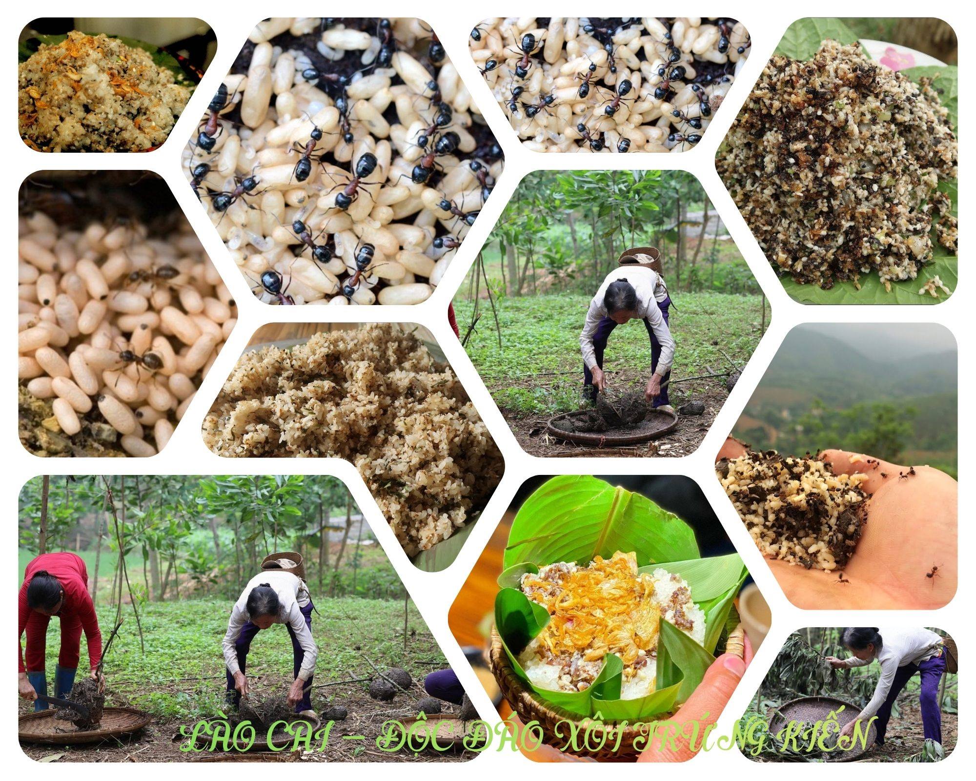 Độc đáo hương vị món xôi trứng kiến của đồng bào vùng cao Lào Cai