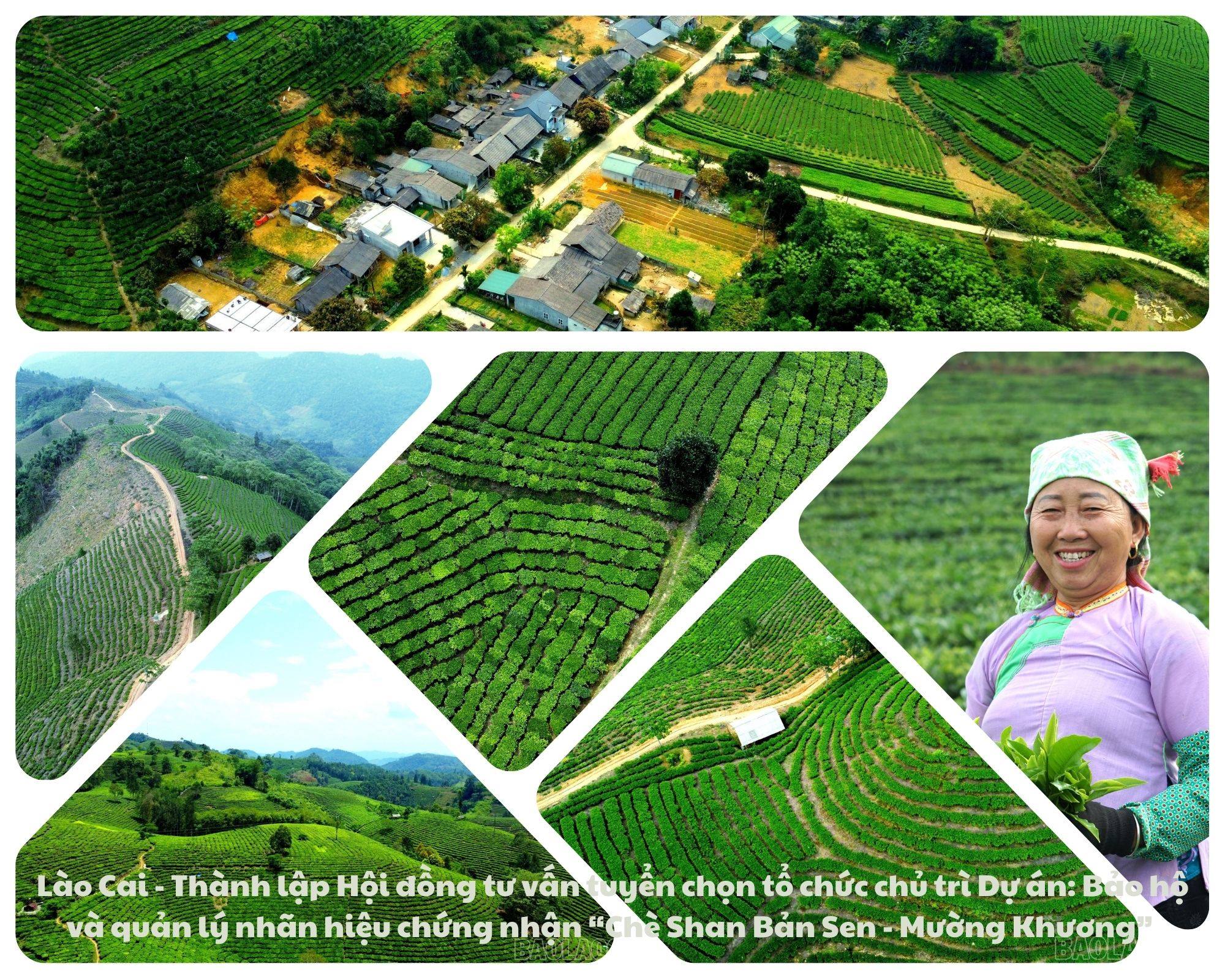 Chủ tịch UBND tỉnh Lào Cai quyết định thành lập Hội đồng tư vấn tuyển chọn tổ chức chủ trì Dự án: Bảo hộ và quản lý nhãn hiệu chứng nhận “Chè Shan Bản Sen - Mường Khương” cho sản phẩm chè Shan của xã Bản Sen, huyện Mường Khương