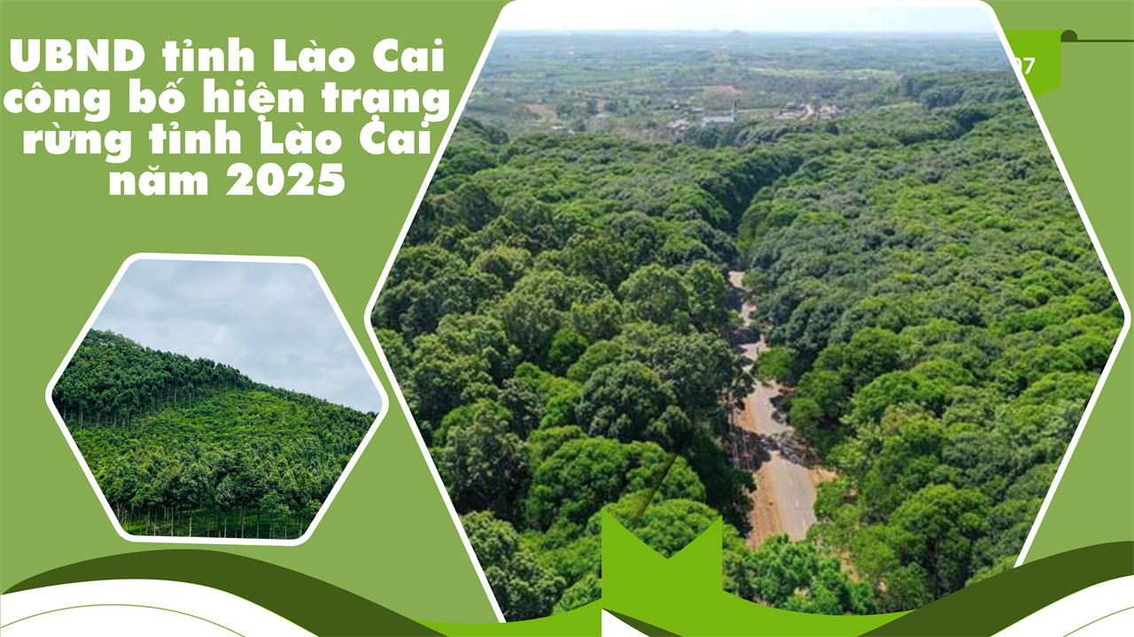 UBND tỉnh Lào Cai công bố hiện trạng rừng tỉnh Lào Cai năm 2025