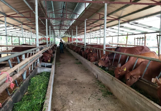 Công khai nội dung Báo cáo đề xuất cấp Giấy phép môi trang trại chăn nuôi chất lượng cao phường Trung Tâm, tỉnh Lào Cai