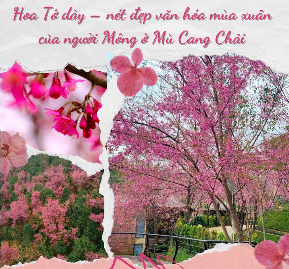 Hoa Tớ dày nở rộ, hút khách đến Mù Cang Chải những ngày mùa Đông