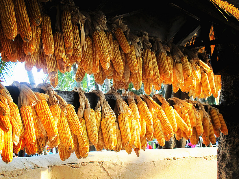 Rượu ngô Bắc Hà - tinh hoa ẩm thực của vùng cao nguyên trắng