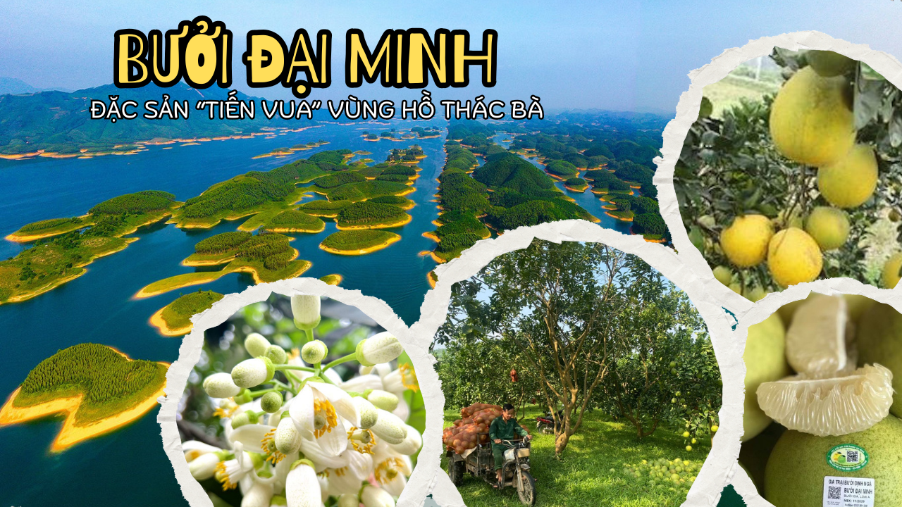 Bưởi Đại Minh - đặc sản vùng hồ Thác Bà, Lào Cai