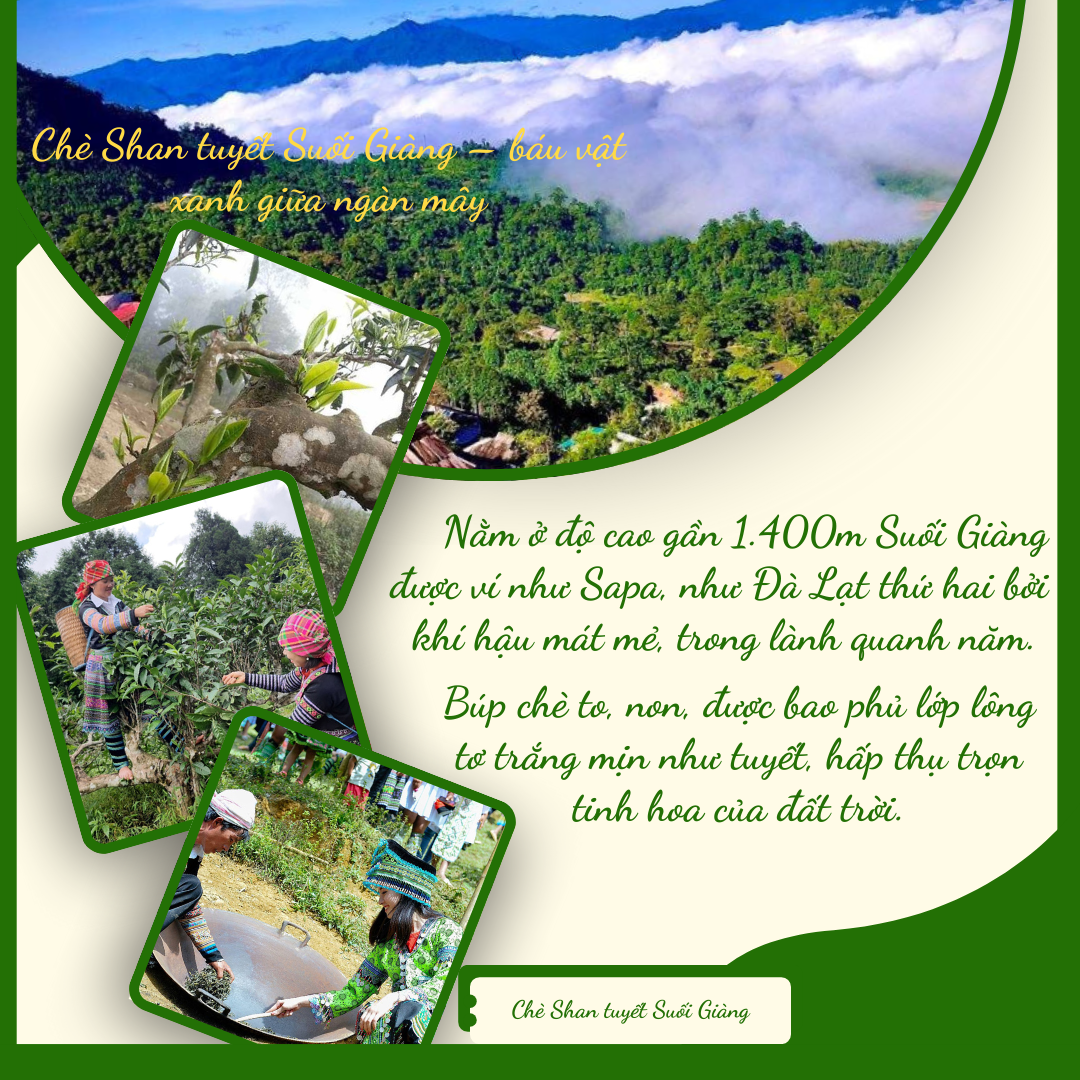 Chè Shan tuyết Suối Giàng - đặc sản nổi tiếng Lào Cai