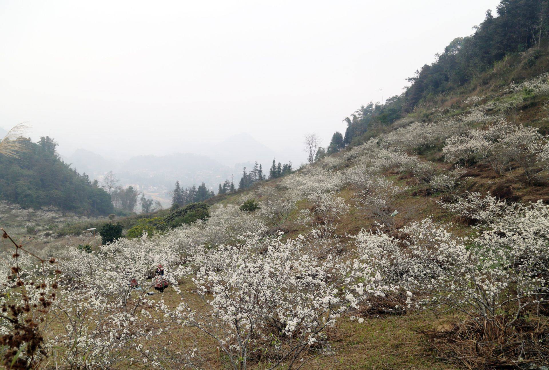 Xã Lùng Phình: Lễ hội “Điểm hẹn ngắm hoa Lê, say hoa Mận” năm 2026 dự kiến diễn ra từ ngày 06/3 đến ngày 15/3/2026