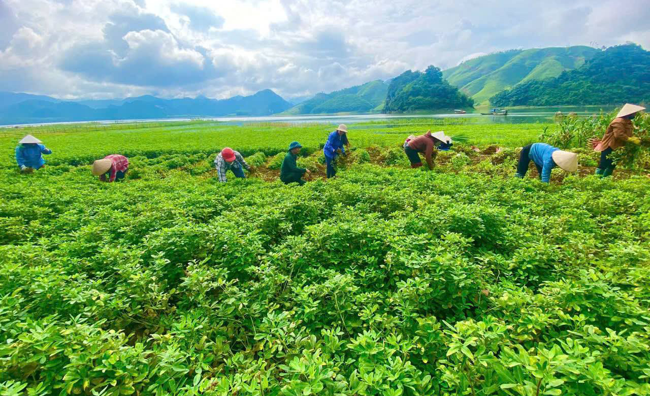 Đến năm 2030, toàn tỉnh phấn đấu thành lập mới ít nhất 60 hợp tác xã và 250 tổ hợp tác nông nghiệp