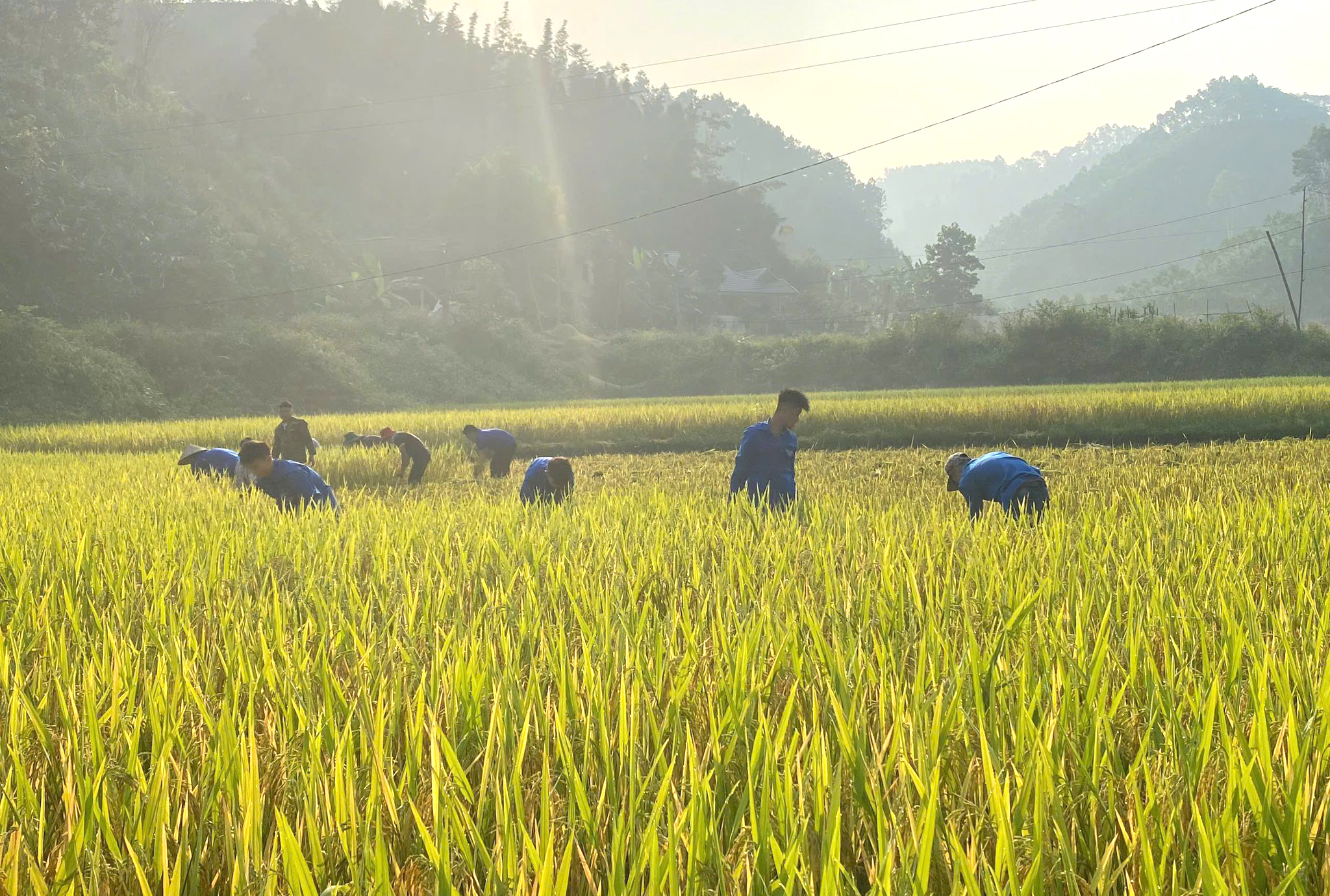 Yên Thành tập trung triển khai đồng bộ các nhiệm vụ phát triển kinh tế - xã hội
