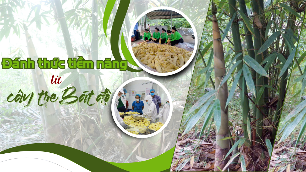 Kết nối “Công - Nông” ở Hưng Khánh: Đánh thức tiềm năng từ cây tre Bát độ