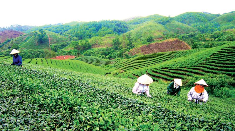 Tập trung triển khai Đề án tăng cường quản lý đối với đất đai có nguồn gốc từ các nông, lâm trường quốc doanh trên địa bàn tỉnh Lào Cai
