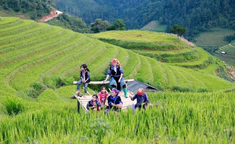 Chủ tịch UBND xã, phường chịu trách nhiệm trước Chủ tịch UBND tỉnh, Ban Chỉ đạo Tổng điều tra nông thôn, nông nghiệp năm 2025 tỉnh nếu không hoàn thành đúng tiến độ