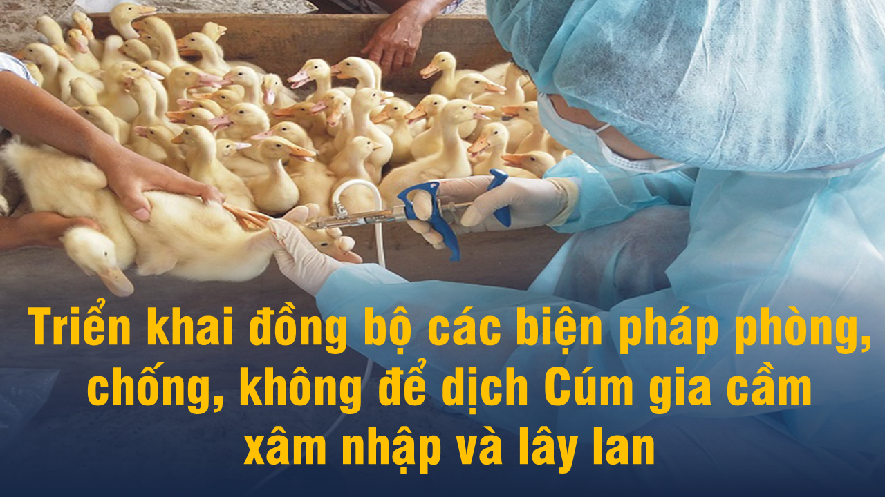 Lào Cai tăng cường phòng, chống dịch cúm gia cầm trước nguy cơ bùng phát