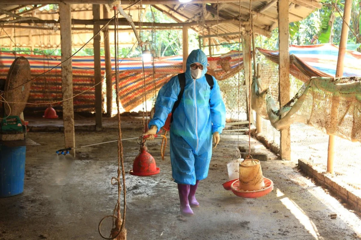 Lào Cai triển khai Tháng tổng vệ sinh, khử trùng, tiêu độc và tiêm phòng vắc xin cho đàn vật nuôi đợt 1 vào tháng 3 - 4 năm 2026