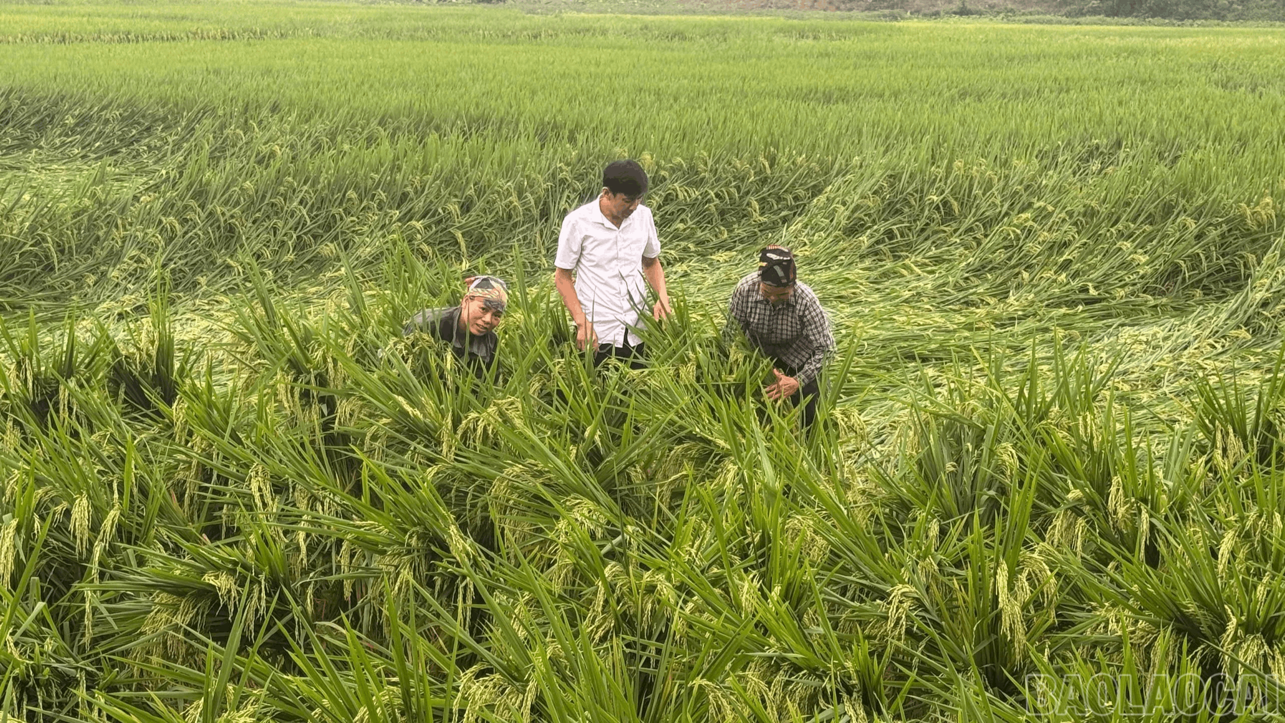 Mưa to kèm dông, lốc gây thiệt hại khoảng 4 tỷ đồng tại một số xã, phường của tỉnh Lào Cai