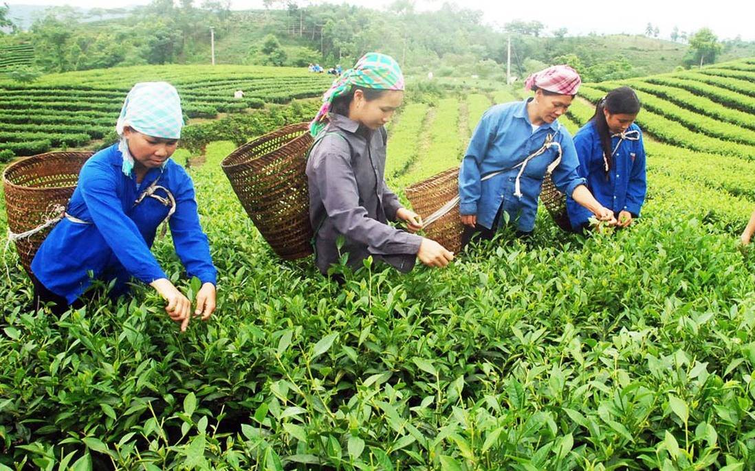 Xã Tằng Loỏng xây dựng nông thôn mới từ mô hình trồng chè