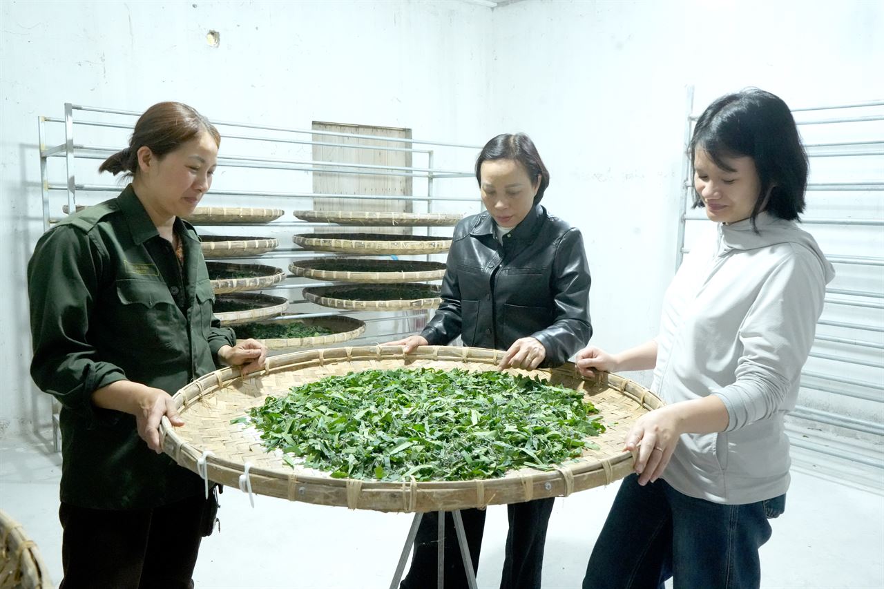 Trấn Yên khởi động vụ tằm xuân