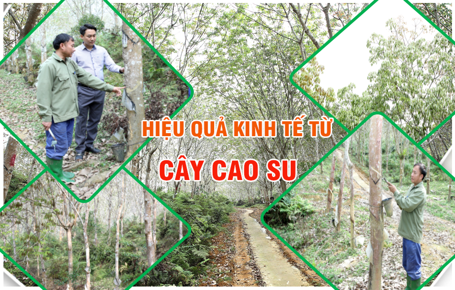 Hiệu quả kinh tế từ cây cao su trên đất dốc