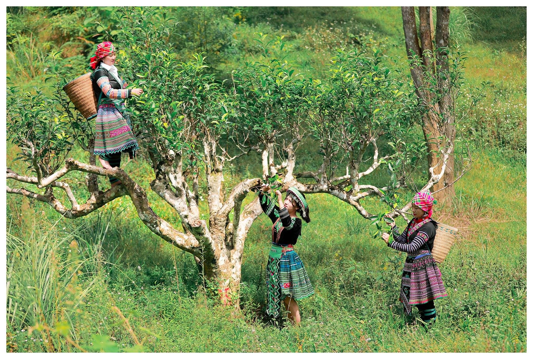 Các hoạt động trong Lễ hội Trà Shan Tuyết tỉnh Lào Cai năm 2025