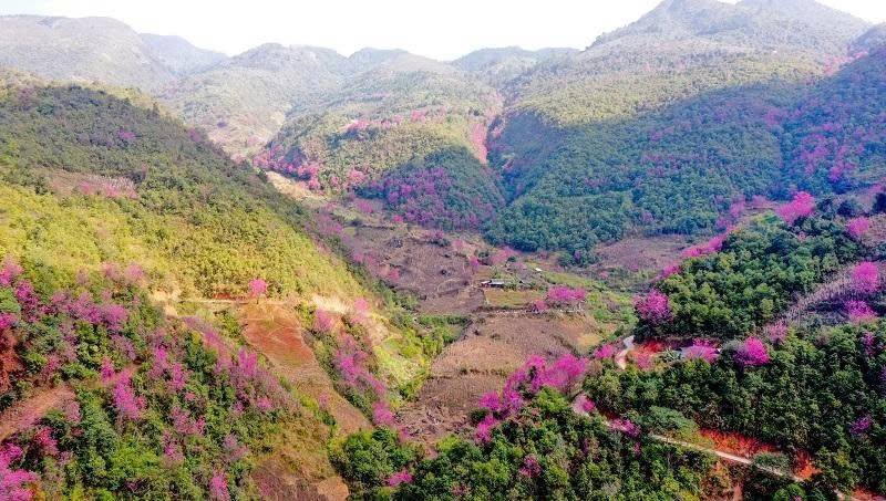 Loài hoa báo tết bung nở khắp núi rừng