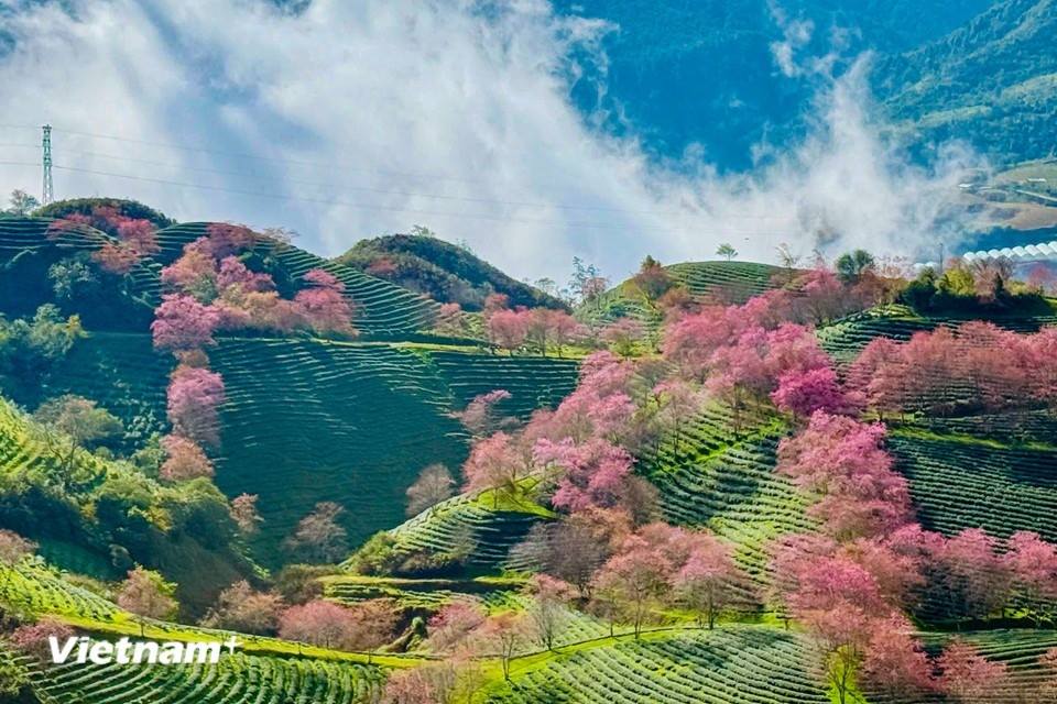 Rực rỡ sắc hoa mai anh đào tuyệt đẹp ở Sa Pa