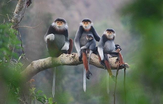 Quản lý loài nguy cấp, quý, hiếm