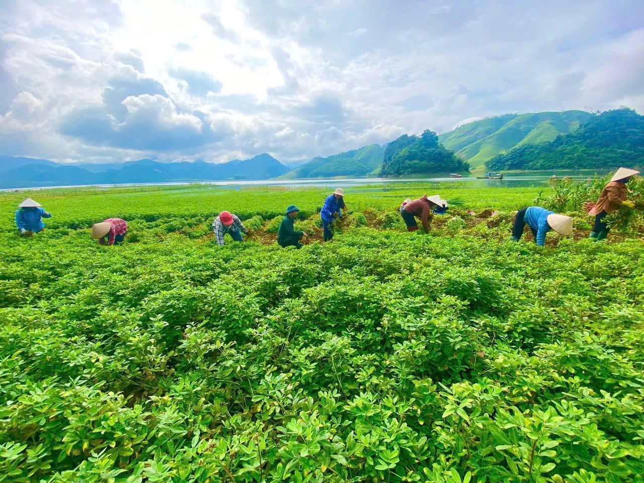 Phát huy vai trò công tác khuyến nông, thúc đẩy phát triển nông nghiệp bền vững trên địa bàn tỉnh Lào Cai