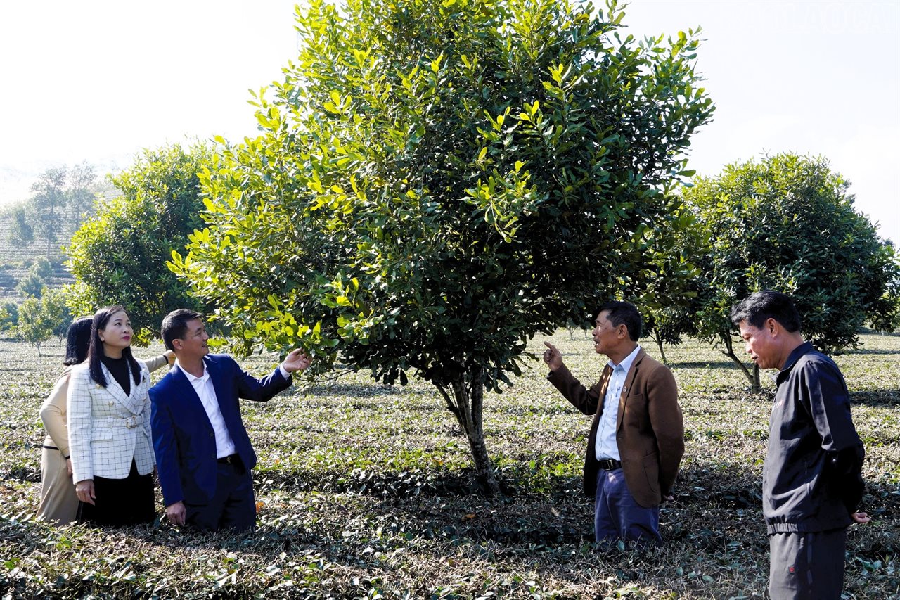 Xã Liên Sơn: Nỗ lực triển khai đồng bộ các giải pháp nhằm thực hiện thắng lợi các mục tiêu phát triển kinh tế - xã hội năm 2026