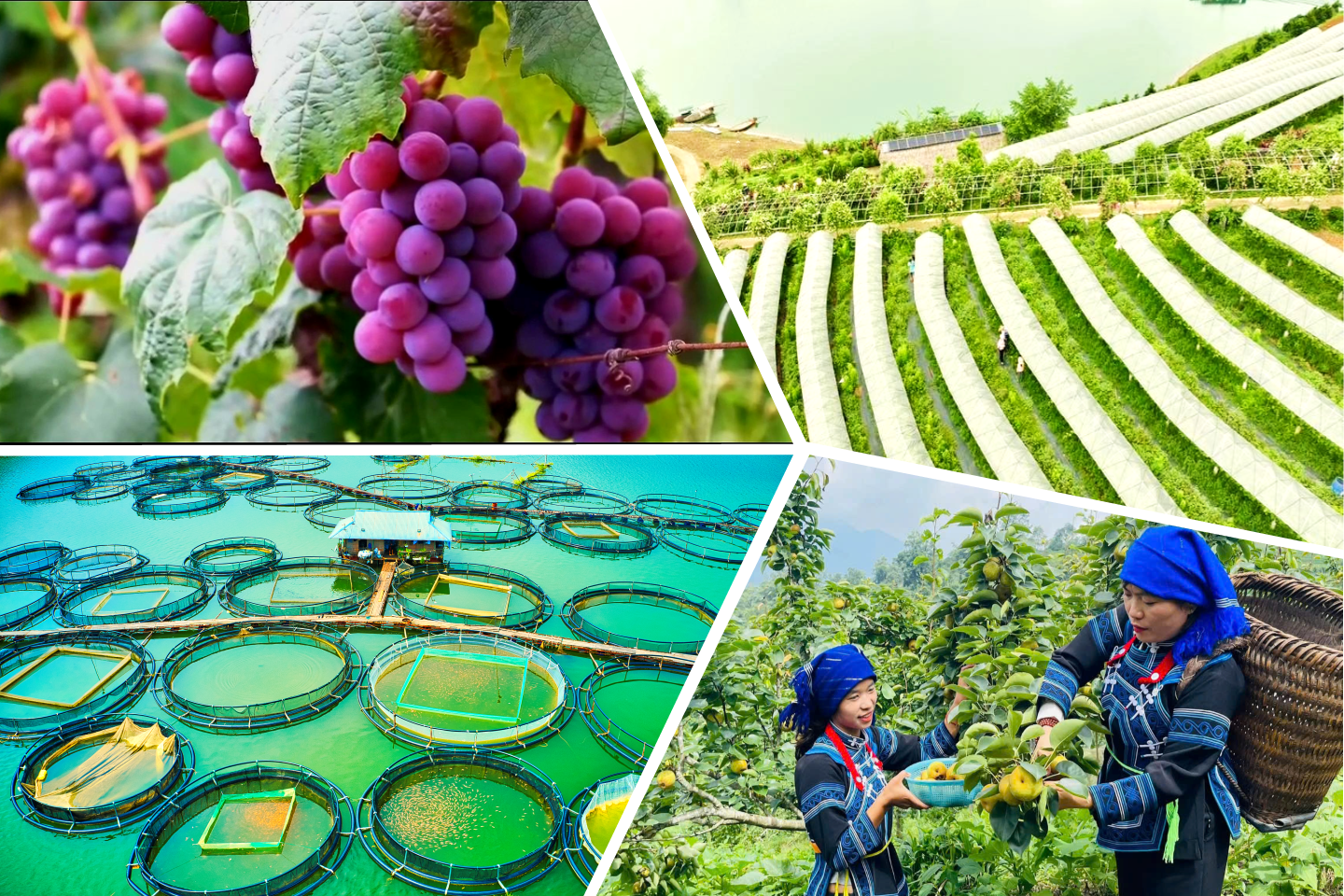 Lào Cai phát huy hiệu quả mô hình kinh tế trang trại