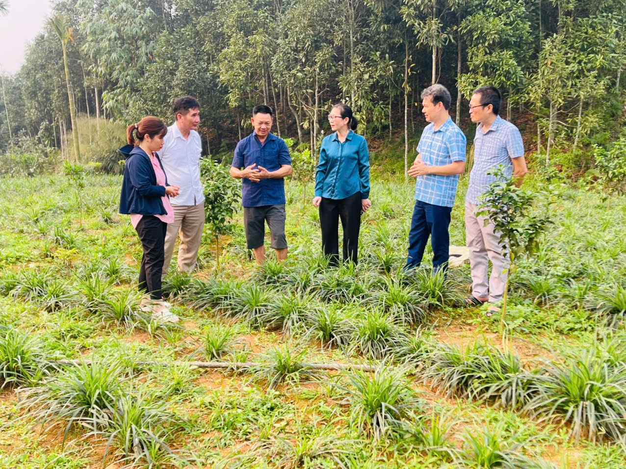 Phát triển cây dược liệu gắn với kinh tế vườn rừng: Hướng đi bền vững tại Hợp tác xã Hưng Thịnh