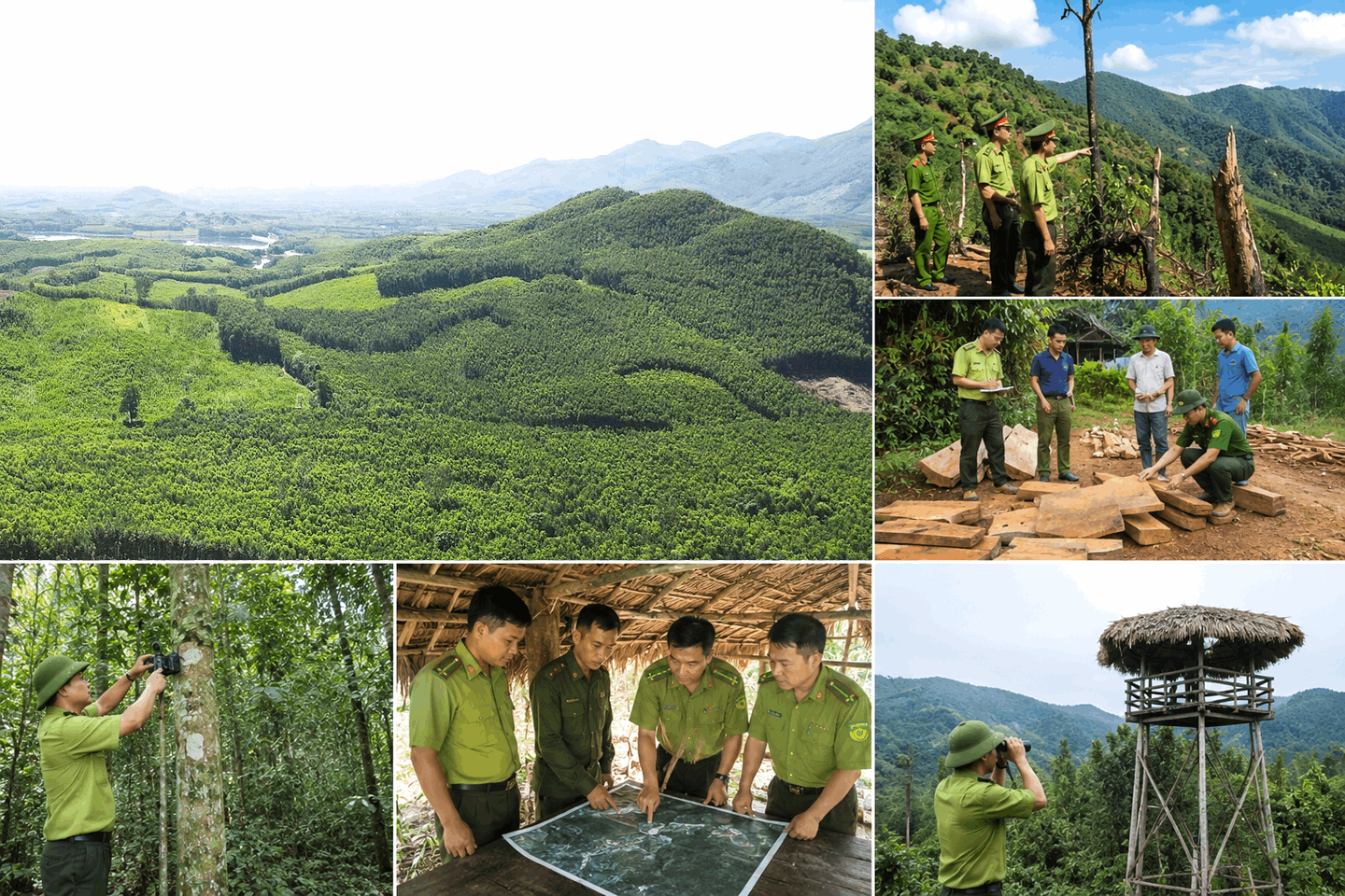 Tiếp tục tăng cường công tác quản lý, bảo vệ rừng trên địa bàn tỉnh Lào Cai