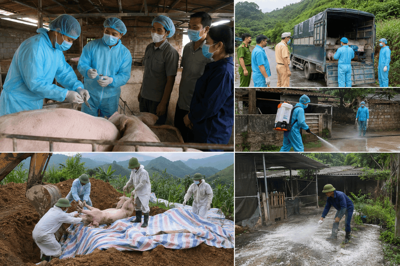 Tăng cường triển khai công tác phòng, chống bệnh Dịch tả lợn Châu Phi trên địa bàn tỉnh Lào Cai