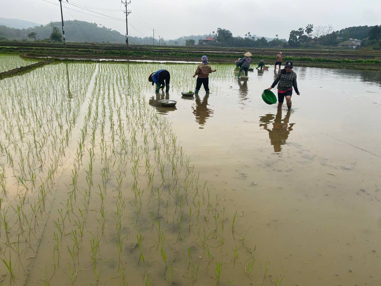 Tằng Loỏng phấn đấu xuống giống vụ xuân 2026 đảm bảo khung thời vụ
