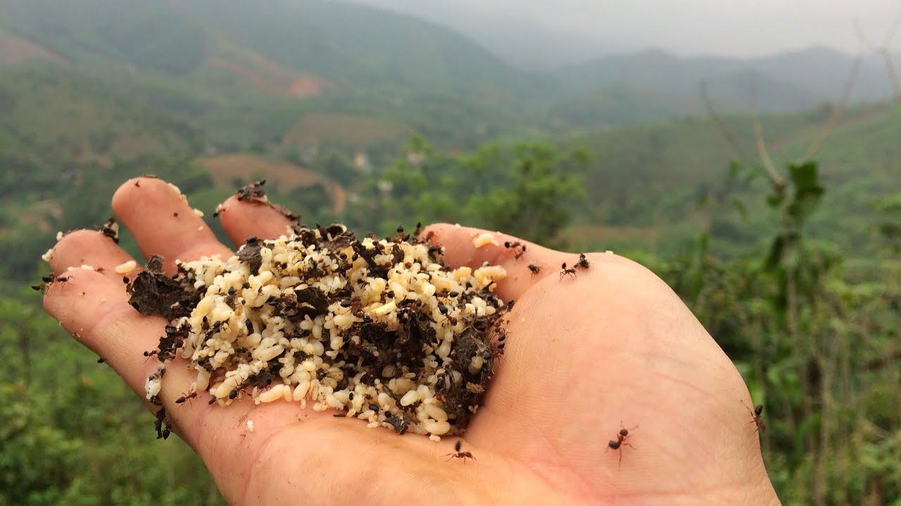 Độc đáo hương vị xôi Trứng kiến vùng cao Yên Bái 