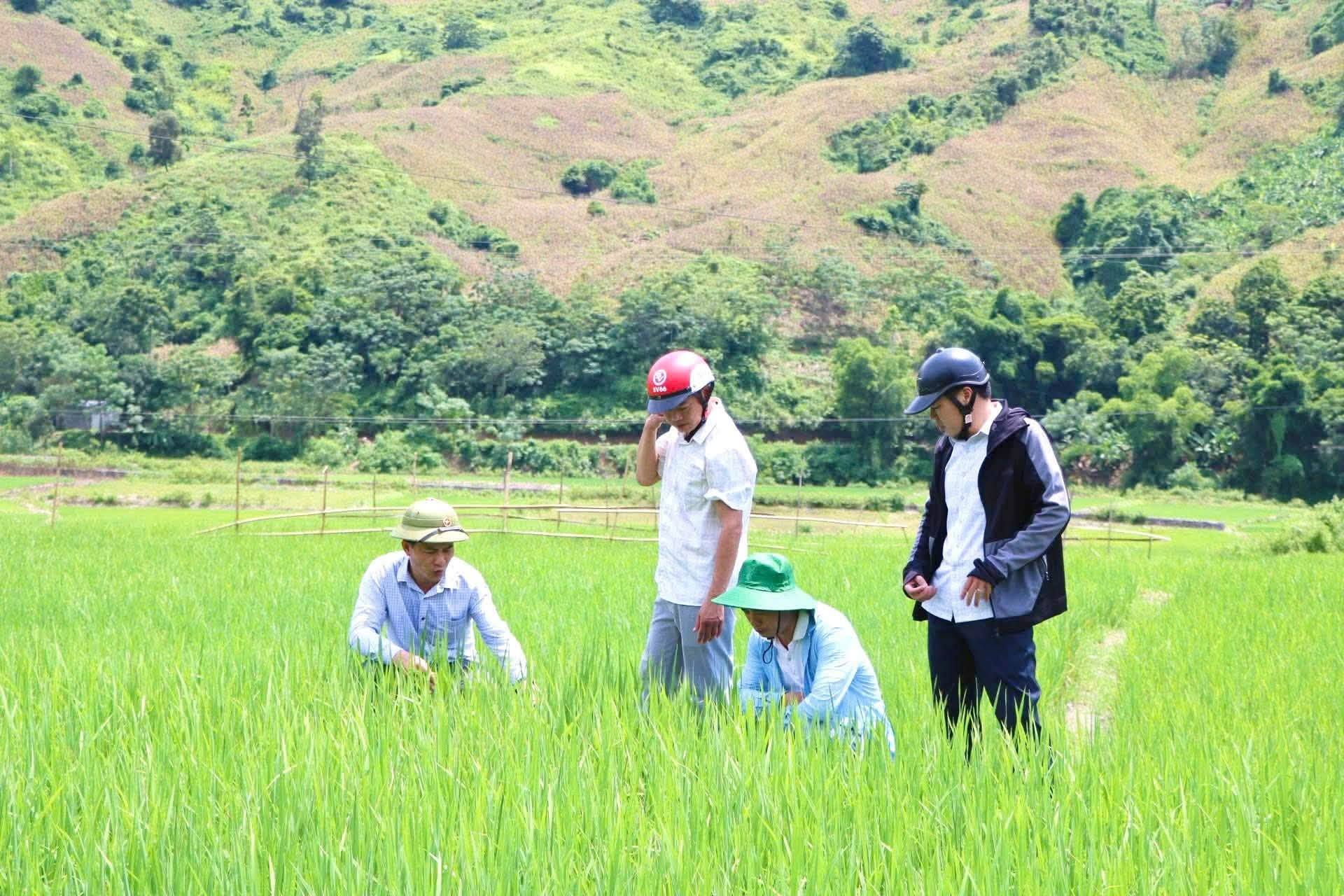 KIỂM TRA, NẮM TÌNH HÌNH THỰC HIỆN MÔ HÌNH THÂM CANH GIỐNG LÚA LAI THÁI XUYÊN 111 TẠI BẢN PA TẦN 1