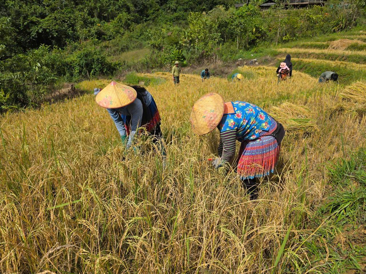 NHÂN DÂN BẢN KA SIN CHỈ TẬP TRUNG THU HOẠCH LÚA MÙA