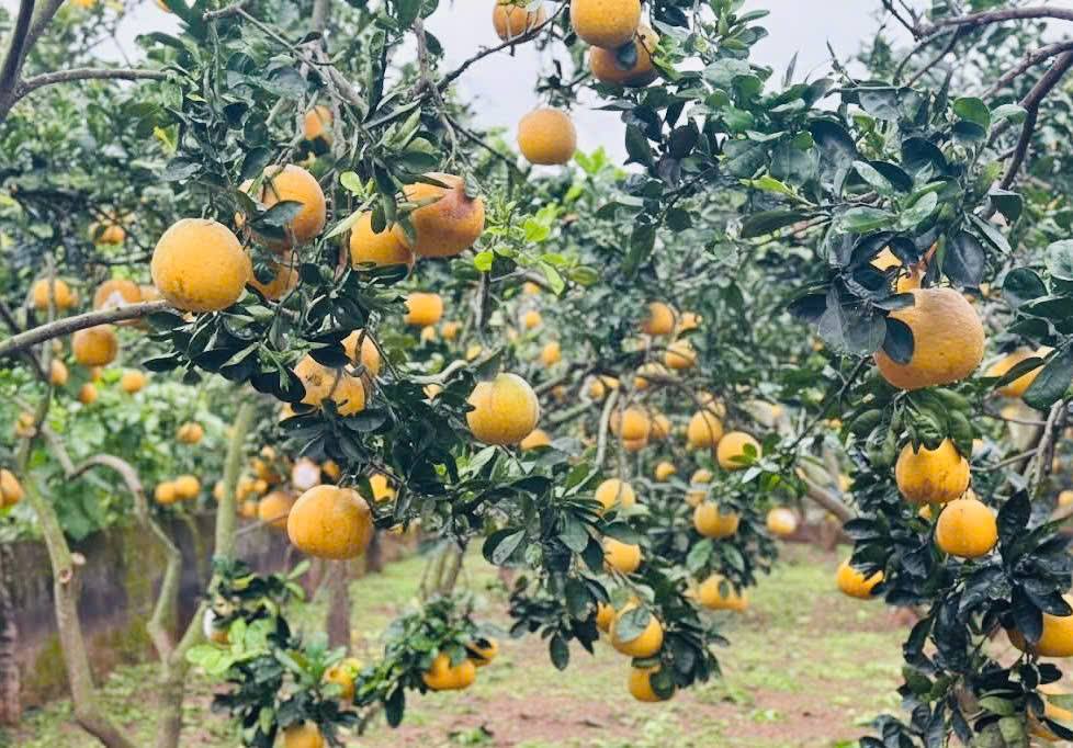 Về Du Long mùa bưởi chín: Hành trình hồi sinh sau bão