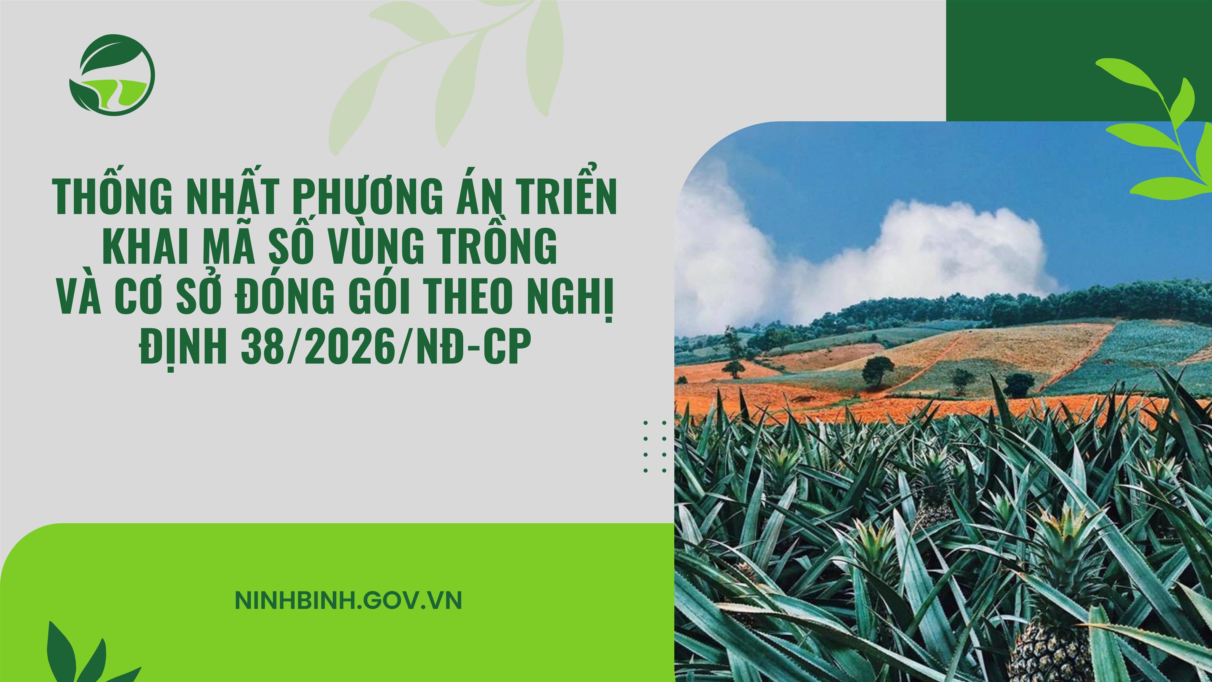 Thống nhất phương án triển khai mã số vùng trồng và cơ sở đóng gói theo Nghị định 38/2026/NĐ-CP