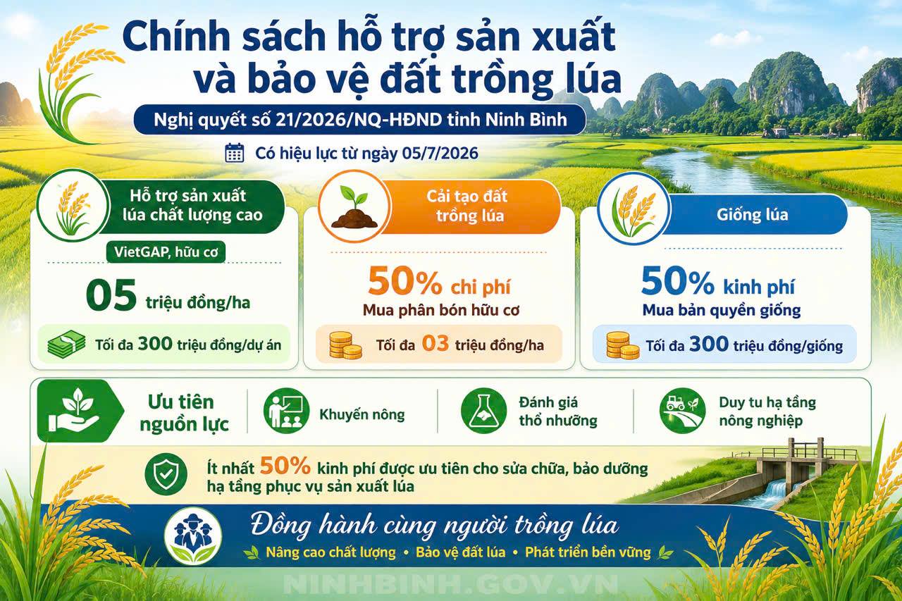 Chính sách mới: Hội đồng nhân dân tỉnh ban hành quy định mức hỗ trợ sản xuất và bảo vệ đất trồng lúa