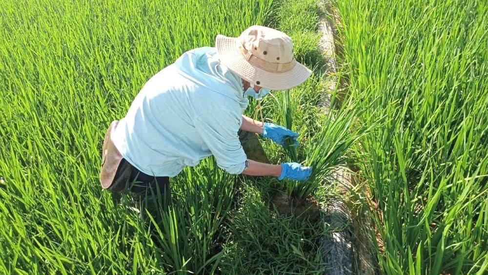 Chủ động các biện pháp phòng trừ sinh vật gây hại lúa mùa